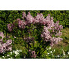 Lilak Meyera 'Palibin' | Syringa meyerii
