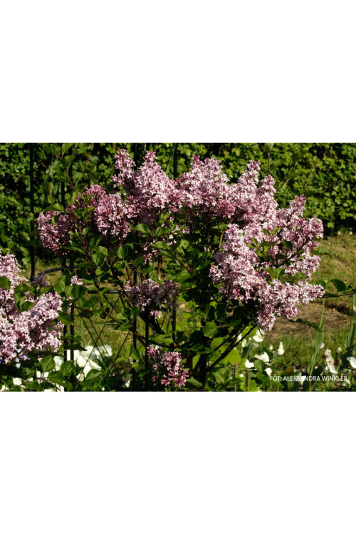 Lilak Meyera 'Palibin' | Syringa meyerii