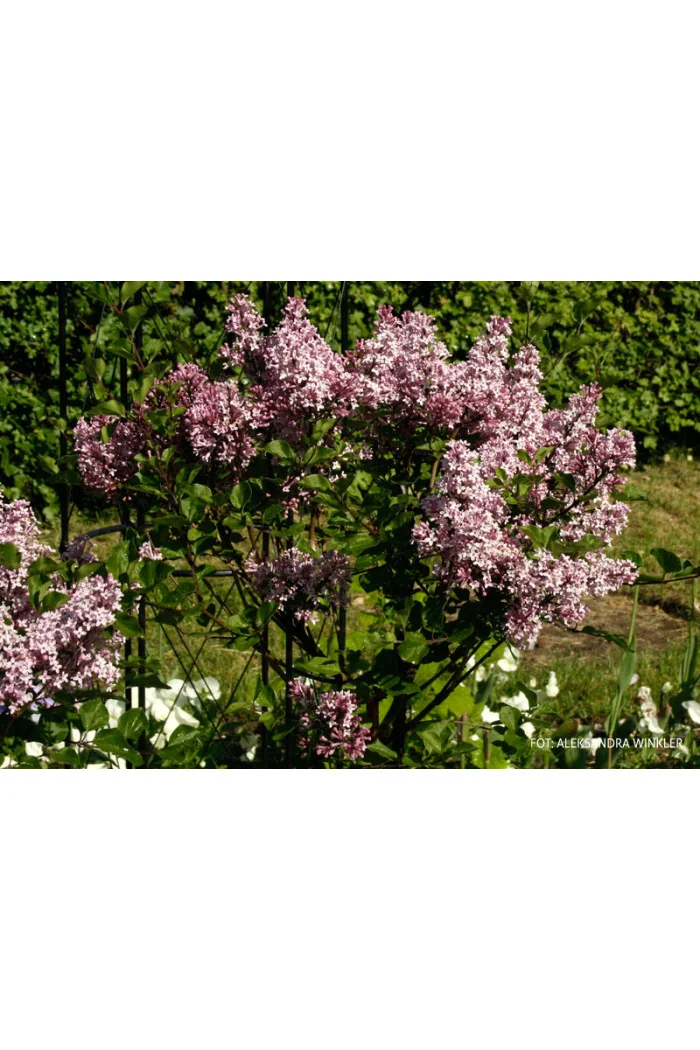 Lilak Meyera 'Palibin' | Syringa meyerii