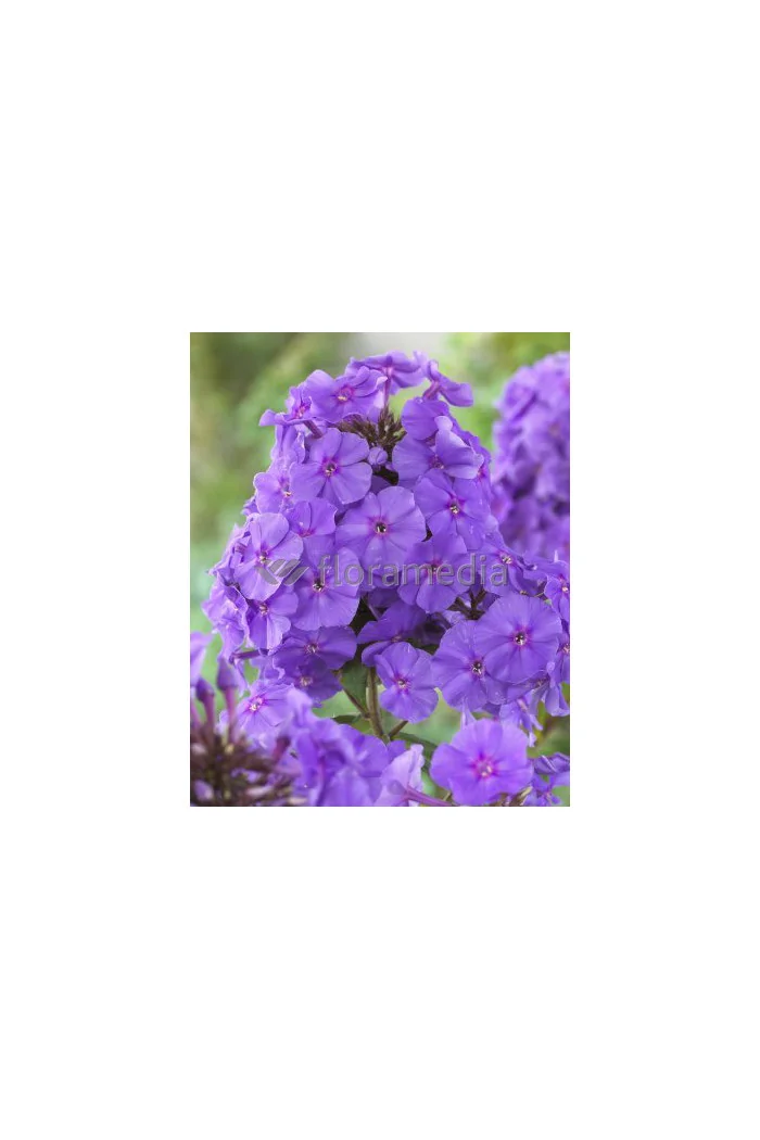Floks wiechowaty 'Amethyst' Phlox panniculata