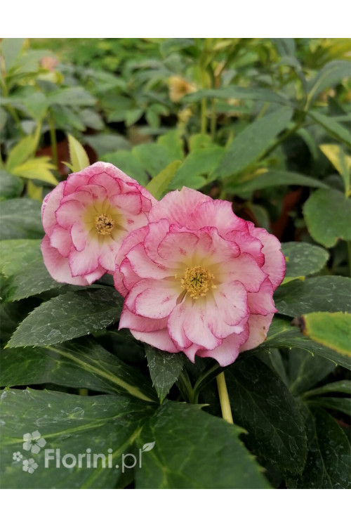 Ciemiernik orientalny 'Double Ellen Picotee' | Helleborus orientalis