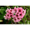 Bergenia 'Pink Dragonfly' | Bergenia cordifolia
