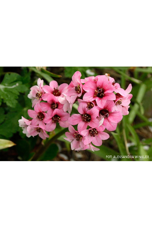 Bergenia 'Pink Dragonfly' | Bergenia cordifolia