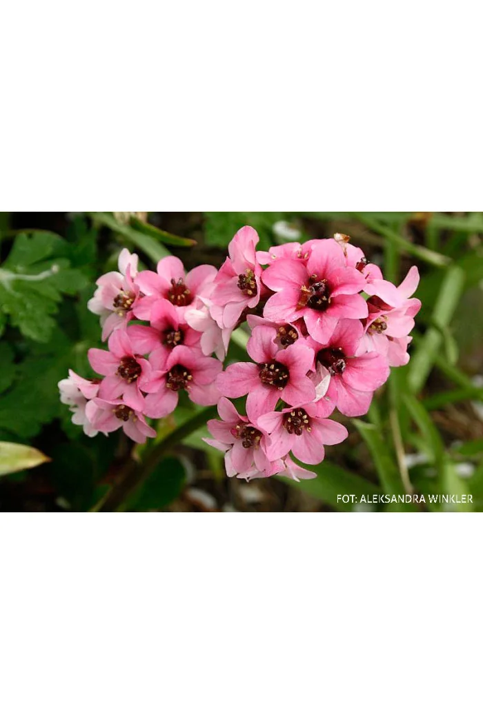 Bergenia 'Pink Dragonfly' | Bergenia cordifolia