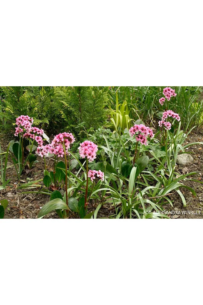 Bergenia 'Pink Dragonfly' | Bergenia cordifolia