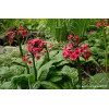 Pierwiosnek japoński 'Miller's Crimson' | Primula japonica