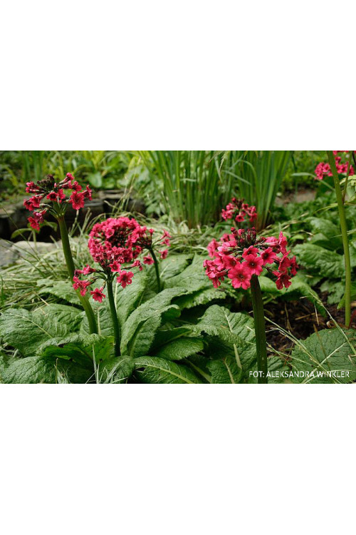 Pierwiosnek japoński 'Miller's Crimson' | Primula japonica