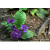 Pierwiosnek 'Belarina® Cobalt Blue' | Primula