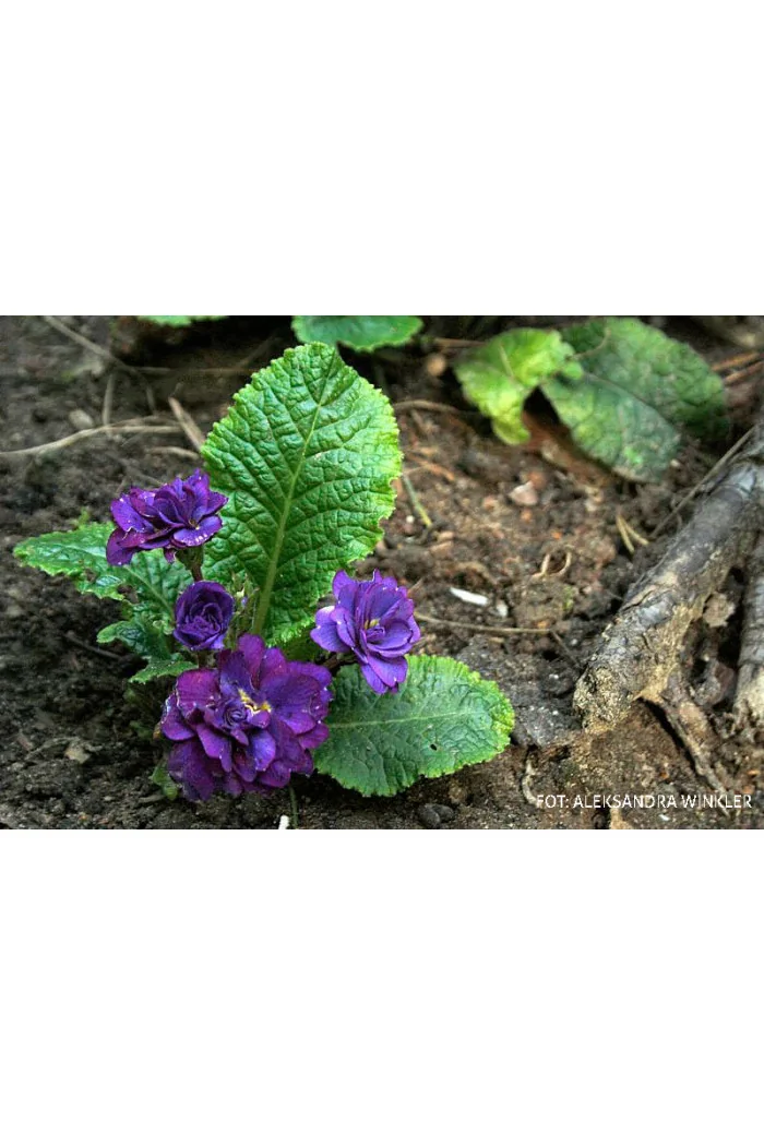 Pierwiosnek 'Belarina® Cobalt Blue' | Primula