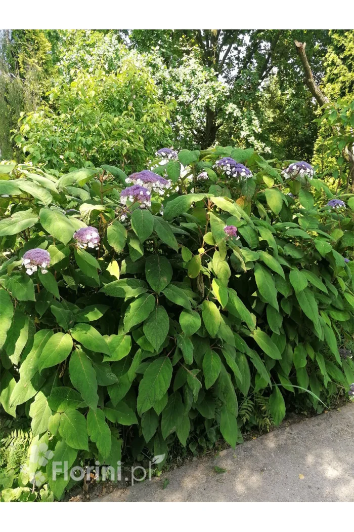 Hortensja kosmata | Hydrangea aspera Macrophylla