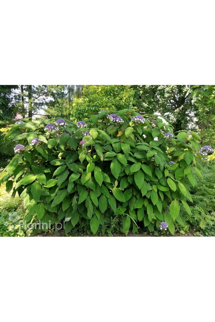Hortensja kosmata | Hydrangea aspera Macrophylla