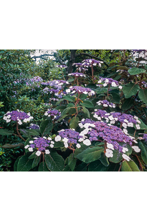 Hortensja kosmata | Hydrangea aspera Macrophylla