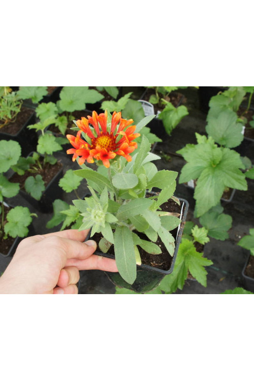 Gailardia 'Fanfare Blaze' Gaillardia