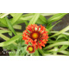 Gailardia 'Fanfare Blaze' Gaillardia