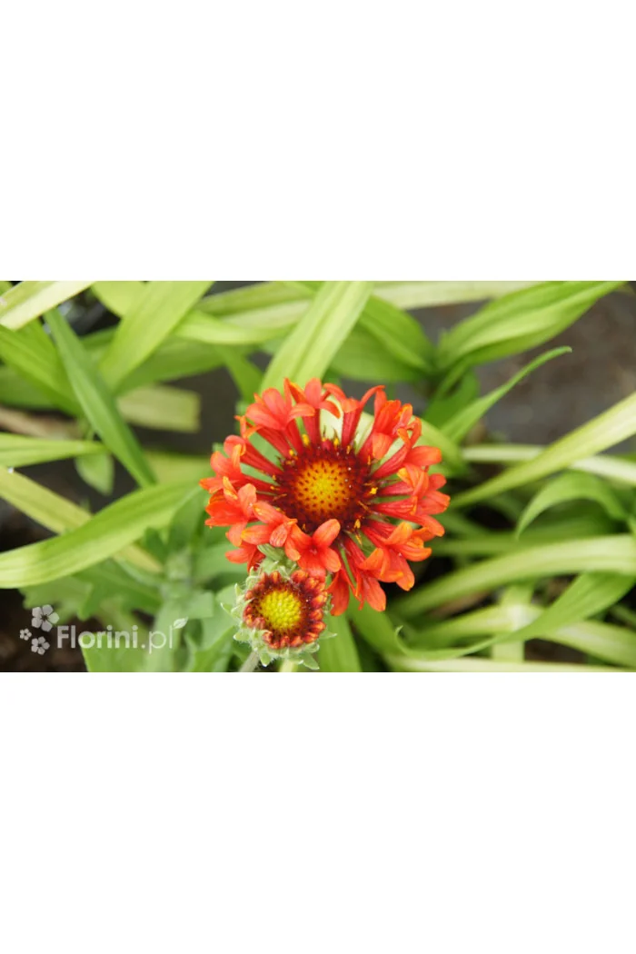 Gailardia 'Fanfare Blaze' Gaillardia