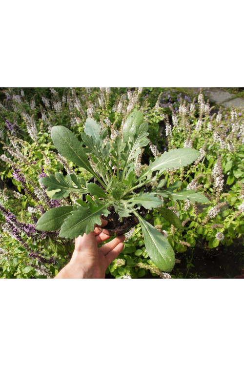 Gailardia 'Fanfare Blaze' Gaillardia