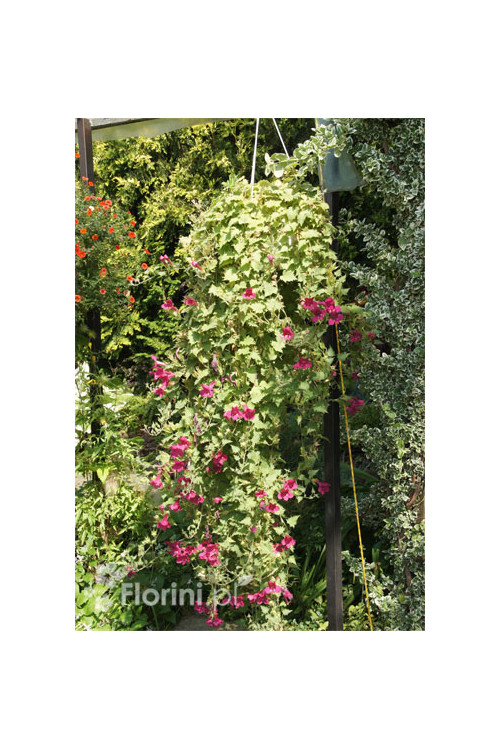 Lofos różowy | Lophospermum erubescens