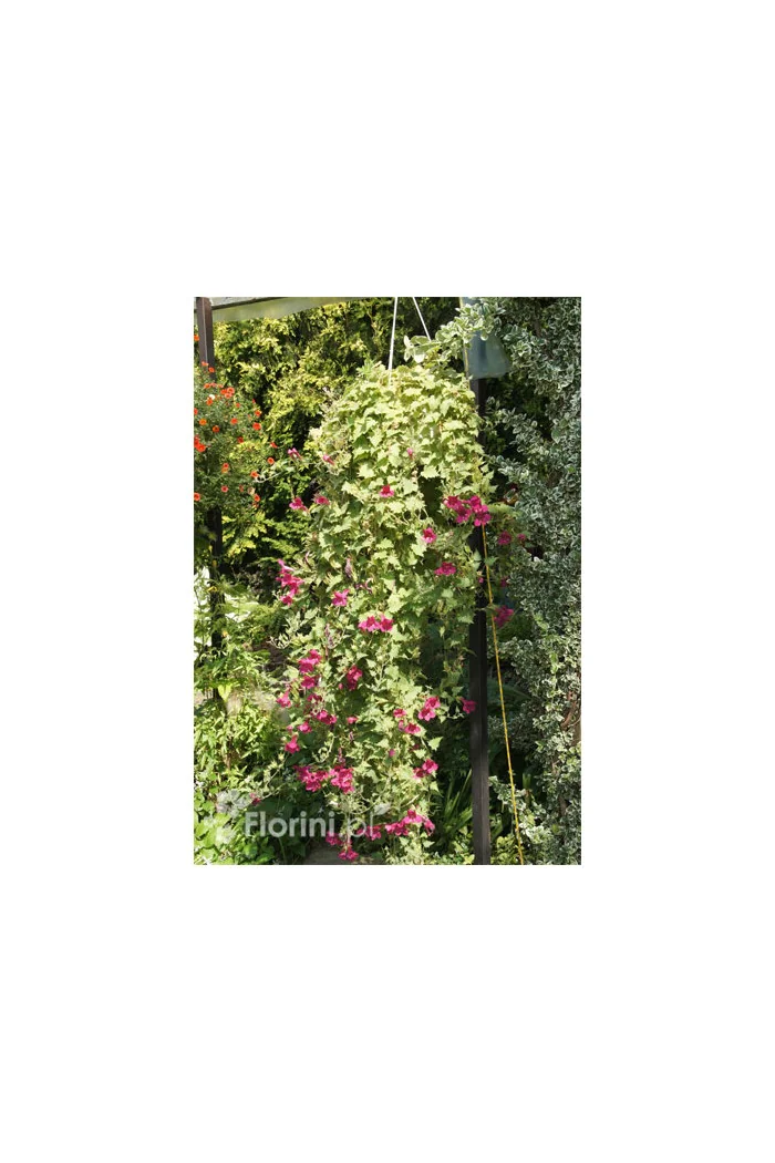 Lofos różowy | Lophospermum erubescens