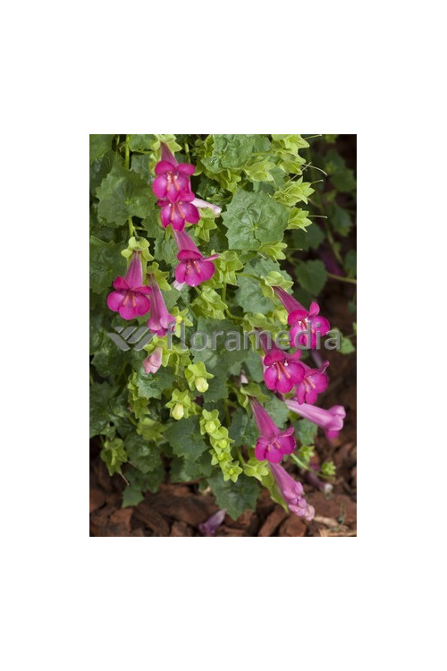 Lofos różowy | Lophospermum erubescens