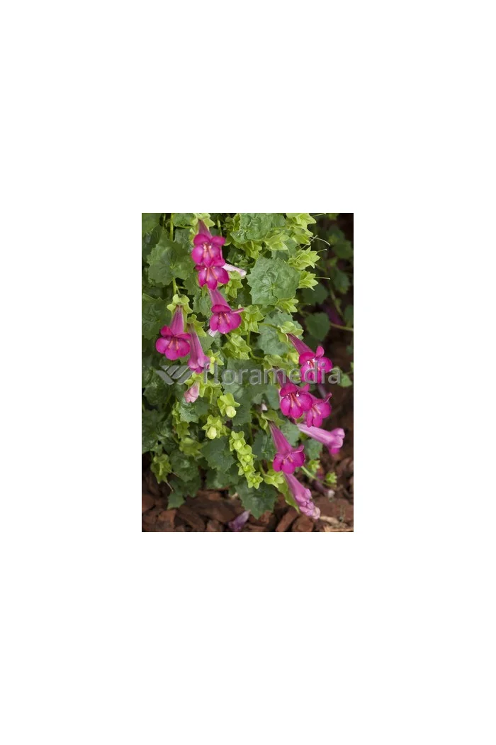 Lofos różowy | Lophospermum erubescens