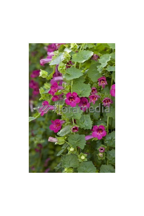 Lofos różowy | Lophospermum erubescens