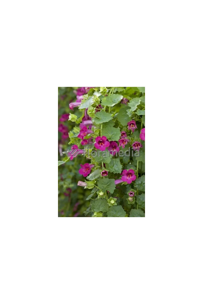 Lofos różowy | Lophospermum erubescens