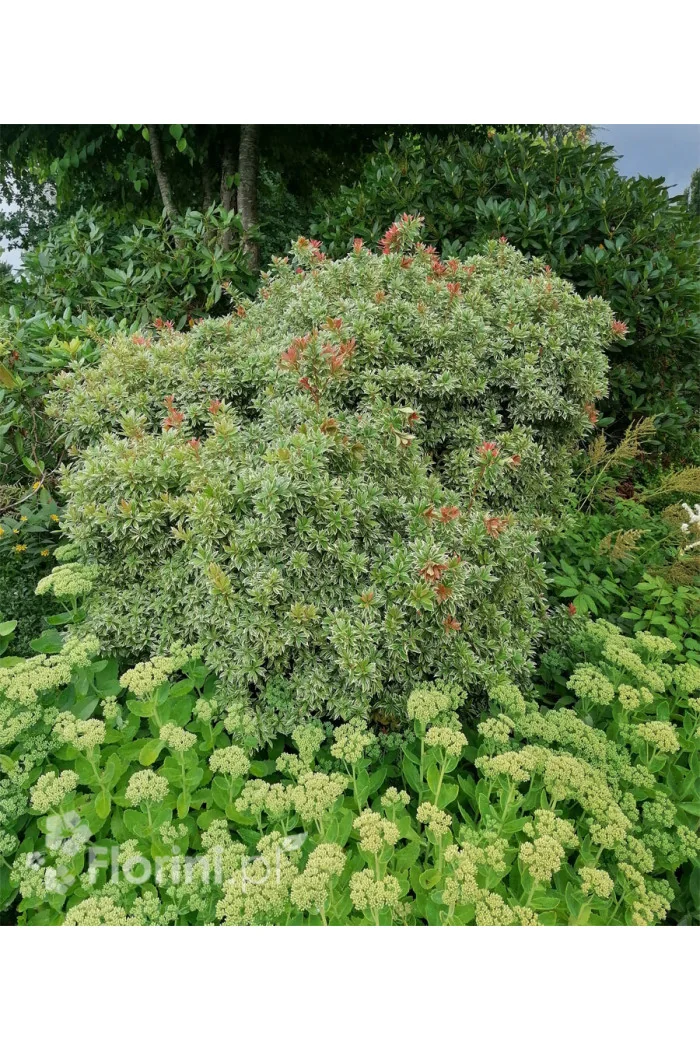 Pieris japoński 'Little Heath' Pieris japonica