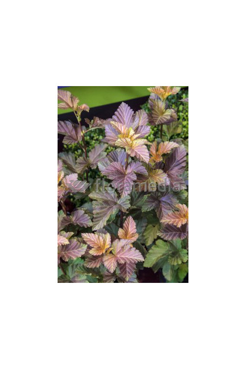 Pęcherznica kalinolistna 'Amber Jubilee' | Physocarpus opulifolius