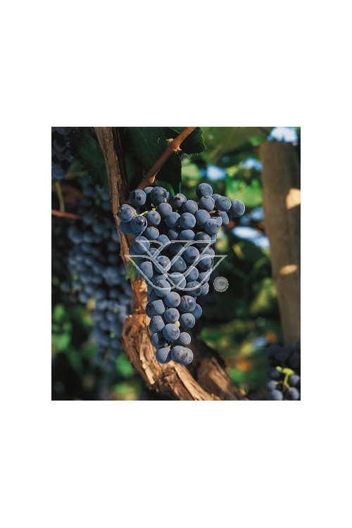 Winorośl 'Wynosliwyj' | Vitis