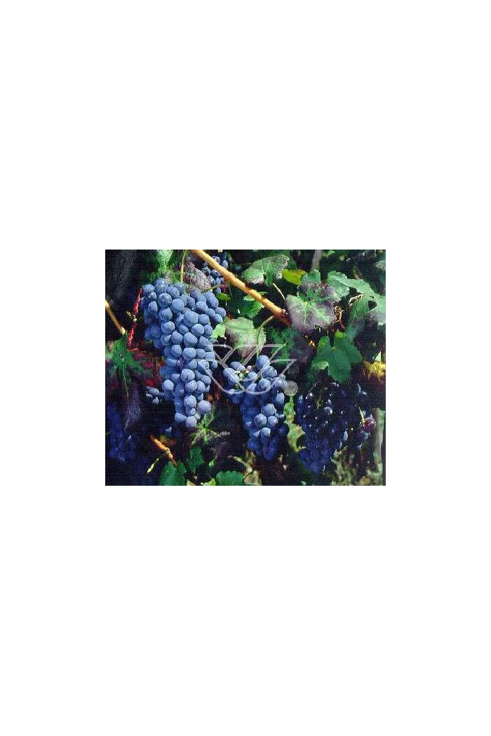 Winorośl 'Wynosliwyj' | Vitis