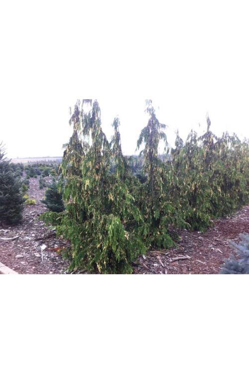 Cyprysik nutkajski 'Variegata' Chamaecyparis nootkanensis