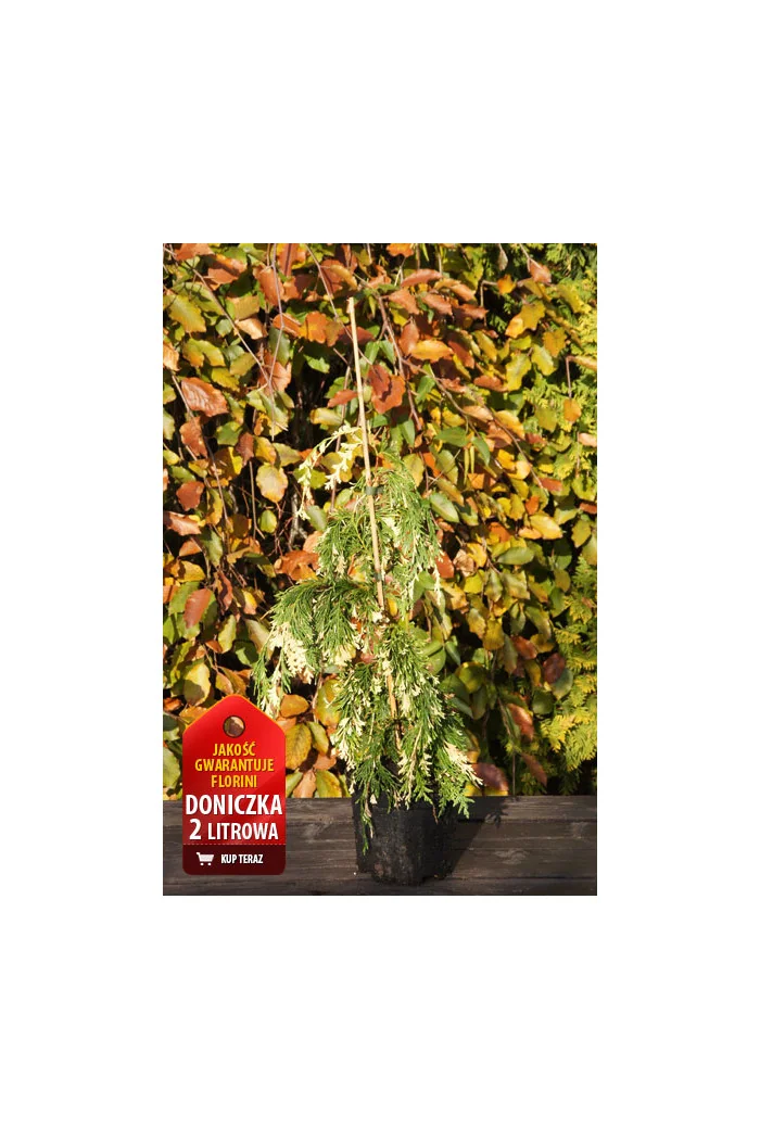 Cyprysik nutkajski 'Variegata' Chamaecyparis nootkanensis