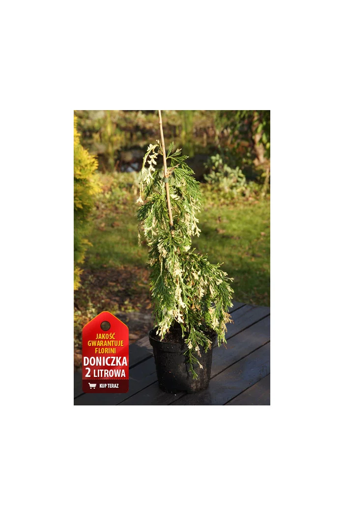 Cyprysik nutkajski 'Variegata' Chamaecyparis nootkanensis