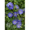 Powojnik 'Copernicus'| Clematis