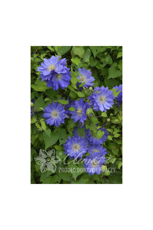 Powojnik 'Copernicus'| Clematis