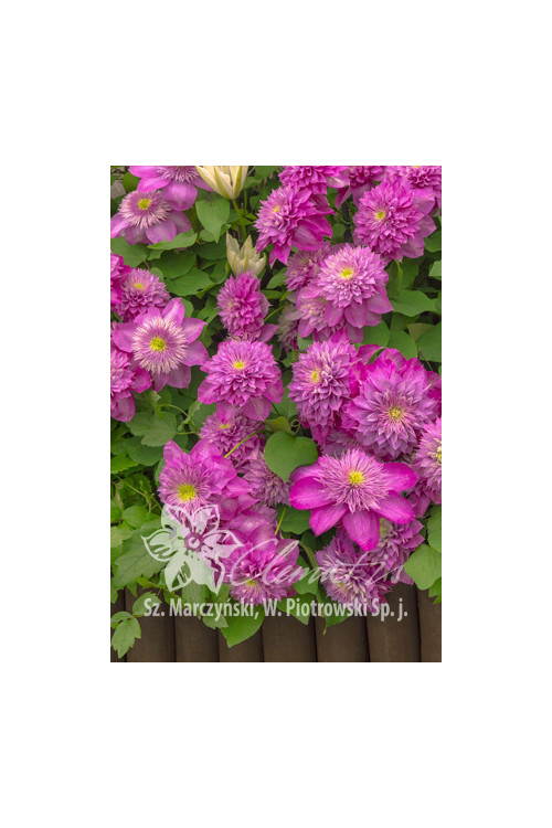 Powojnik 'Kaiser' | Clematis