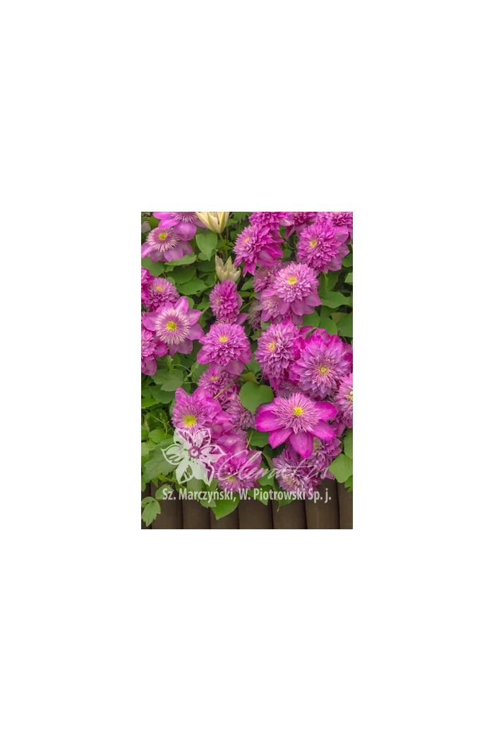 Powojnik 'Kaiser' | Clematis