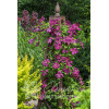 Powojnik 'Kryspina' | Clematis