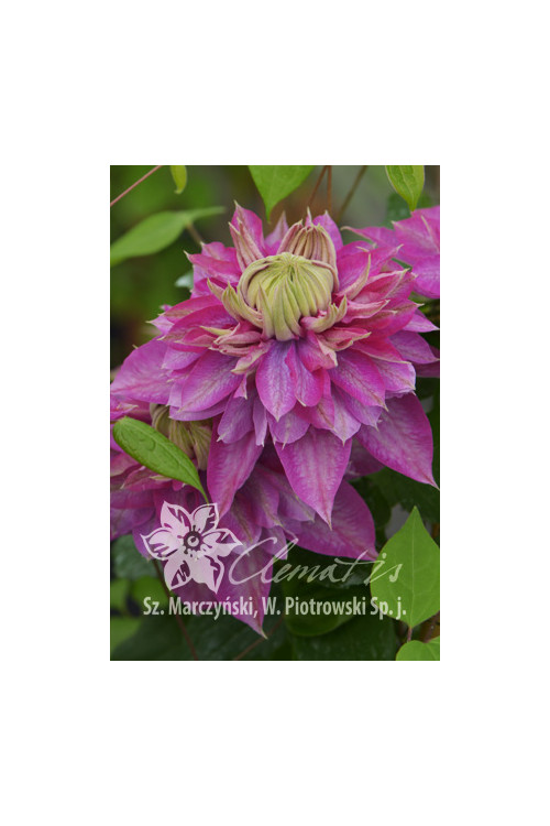Powojnik 'Kaiser' | Clematis