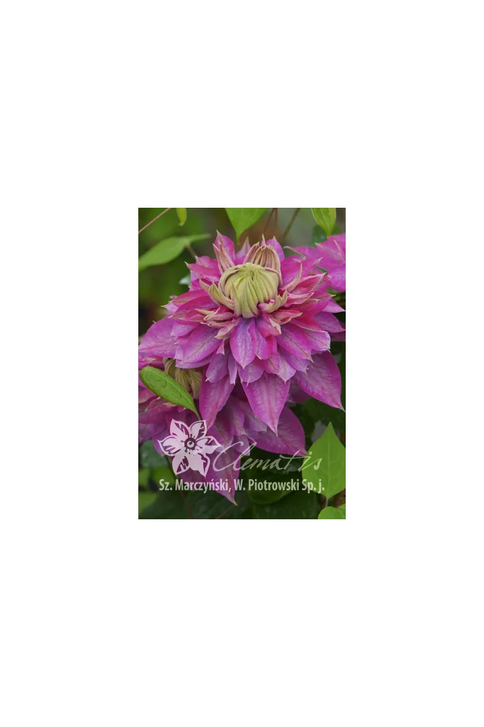 Powojnik 'Kaiser' | Clematis