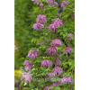 Powojnik 'Purple Dream' | Clematis