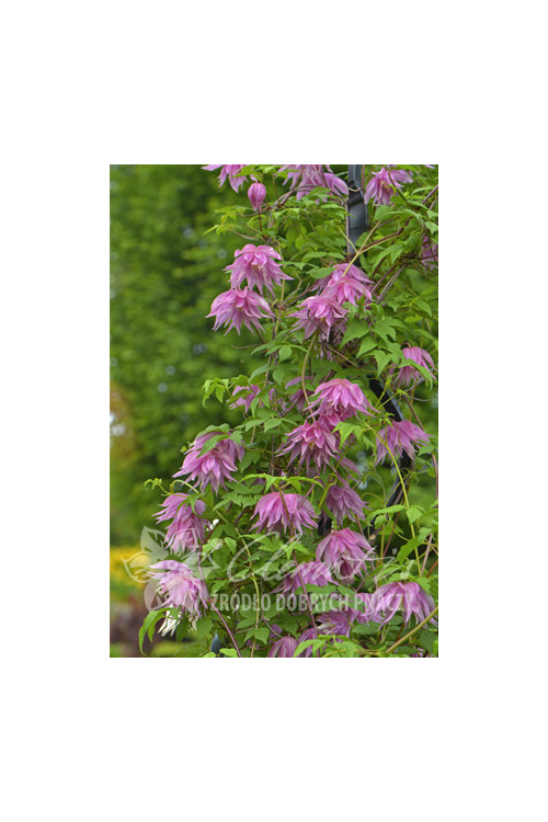 Powojnik 'Purple Dream' | Clematis