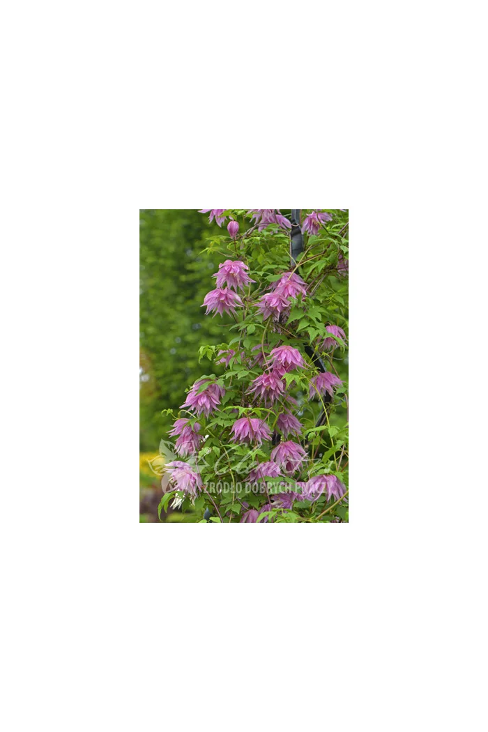 Powojnik 'Purple Dream' | Clematis