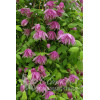Powojnik 'Purple Dream' | Clematis