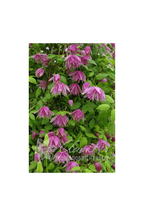 Powojnik 'Purple Dream' | Clematis