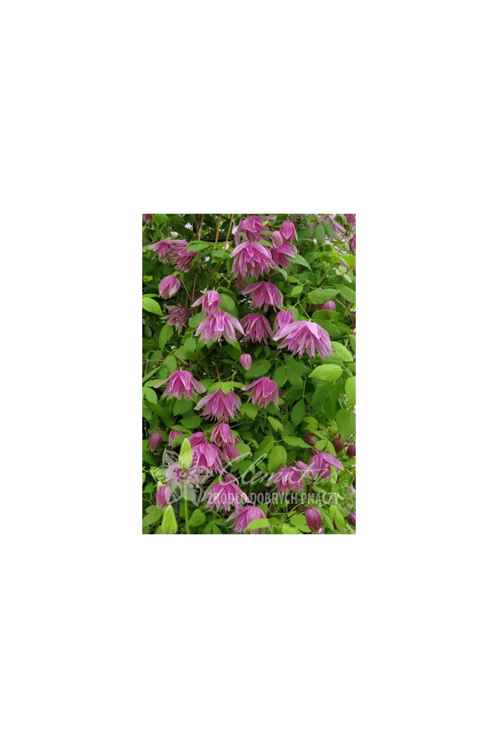 Powojnik 'Purple Dream' | Clematis