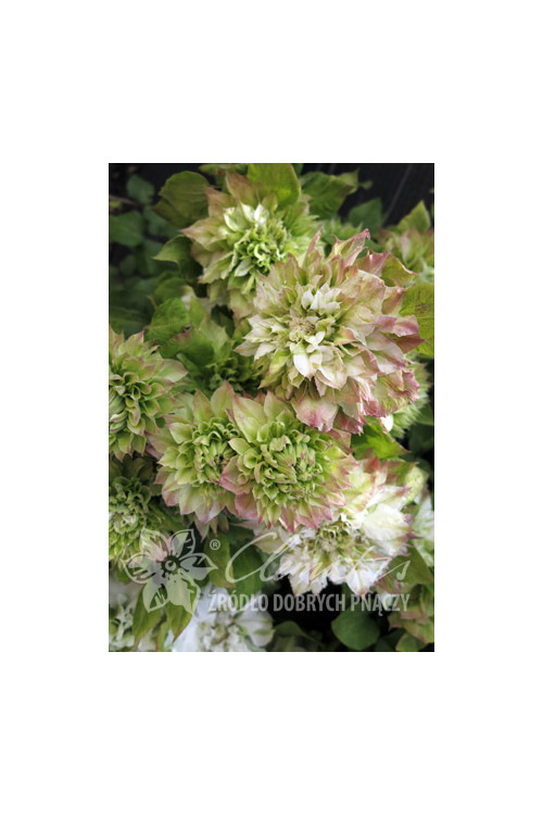 Powojnik 'Sen-no-Kaze' | Clematis