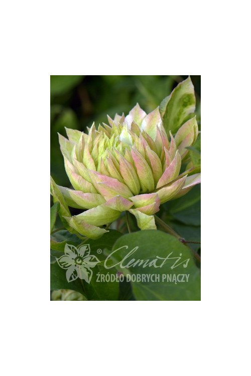 Powojnik 'Sen-no-Kaze' | Clematis