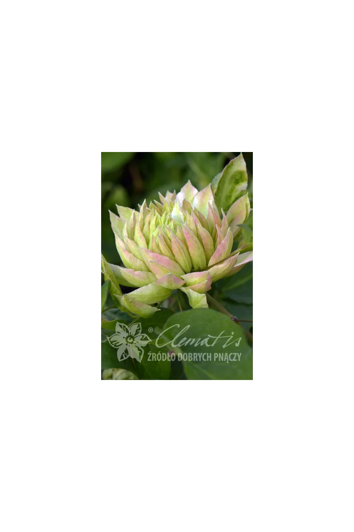 Powojnik 'Sen-no-Kaze' | Clematis