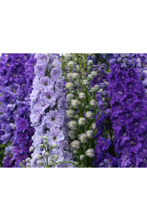 Ostróżka ogrodowa La Boheme, Delphinium